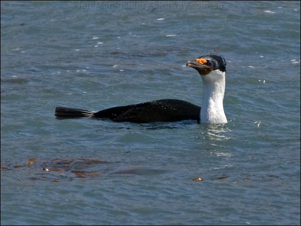 Macquarie (Imperial) Shag imperial_shag_126442.psd