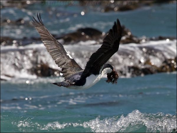 Macquarie (Imperial) Shag imperial_shag_126452.psd