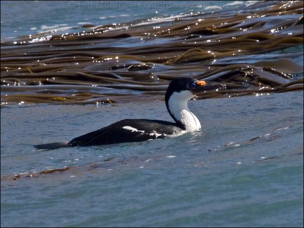 Macquarie (Imperial) Shag imperial_shag_126468.psd