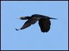 littleblackcormorant37662