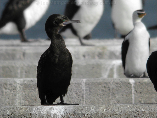 Little Black Cormorant littleblackcormorant03810.psd