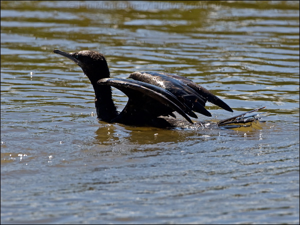 Little Black Cormorant littleblackcormorant154794.psd