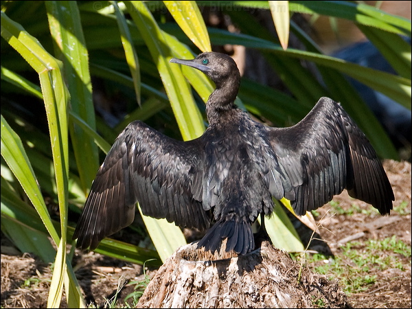 Little Black Cormorant littleblackcormorant154910.psd