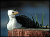 littlepiedcormorant_03398
