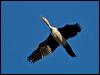 littlepiedcormorant_106309