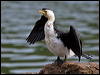 littlepiedcormorant_121476