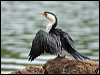 littlepiedcormorant_121477