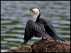 littlepiedcormorant_121478
