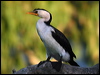 littlepiedcormorant_15674