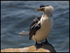 littlepiedcormorant_184946