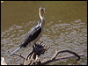 littlepiedcormorant_200194