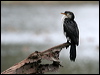 littlepiedcormorant_36783