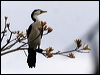 littlepiedcormorant_80206