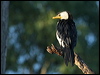 littlepiedcormorant_81362