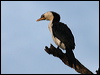 littlepiedcormorant_81365