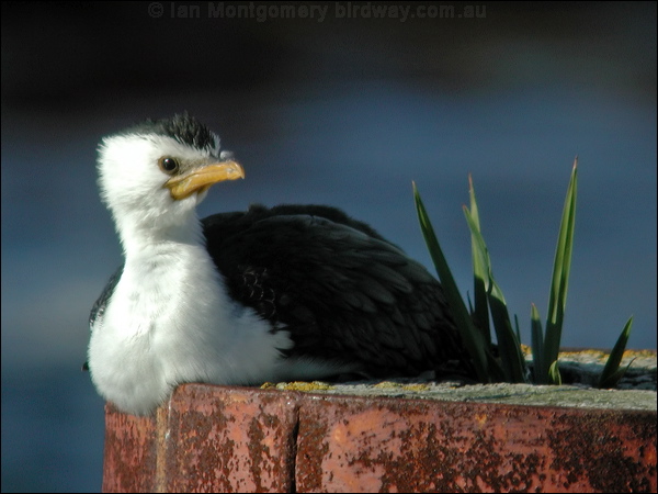Little Pied Cormorant littlepiedcormorant_03398.psd