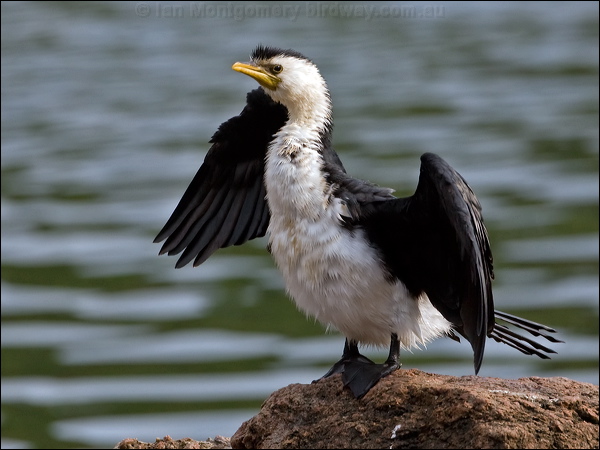 Little Pied Cormorant littlepiedcormorant_121476.psd