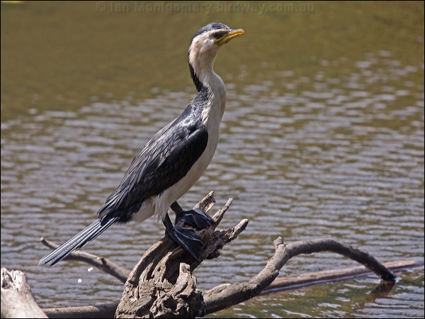 Little Pied Cormorant littlepiedcormorant_200190.psd