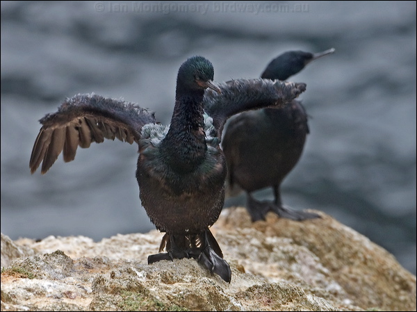 Pelagic Cormorant pelagic_cormorant_108270.psd