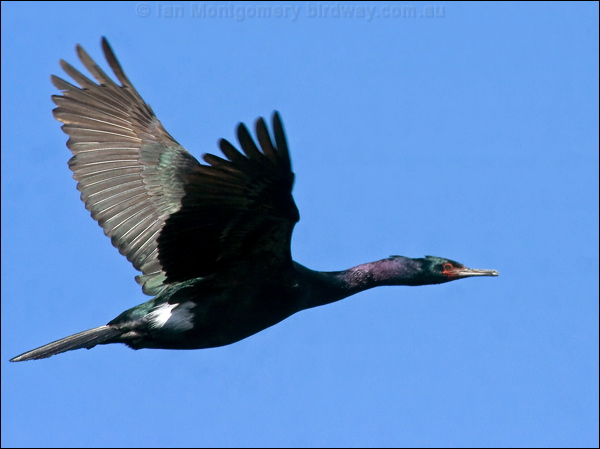 Pelagic Cormorant pelagic_cormorant_67566.psd