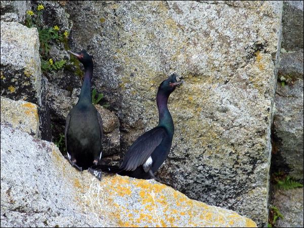 Pelagic Cormorant pelagic_cormorant_67593.psd