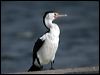 pied_cormorant_02622