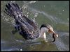 pied_cormorant_11922