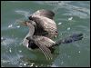 pied_cormorant_11932