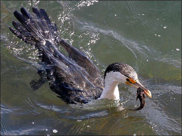 (Australian) Pied Cormorant pied_cormorant_11922.psd