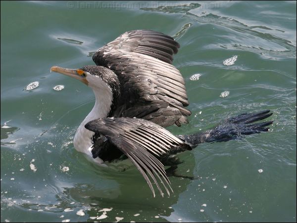 (Australian) Pied Cormorant pied_cormorant_11932.psd