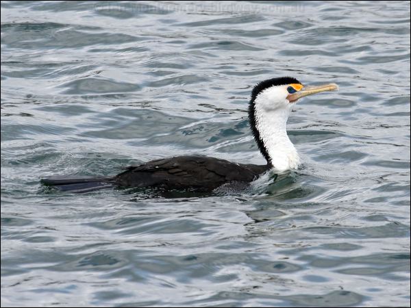(Australian) Pied Cormorant pied_cormorant_47964.psd