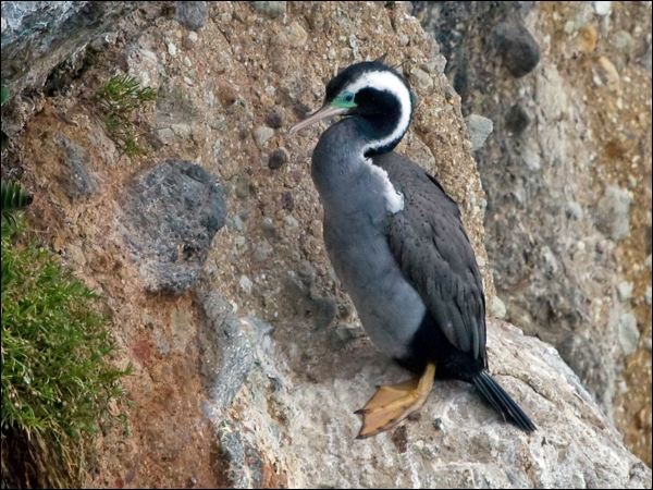 Spotted Shag spotted_shag_122646.psd