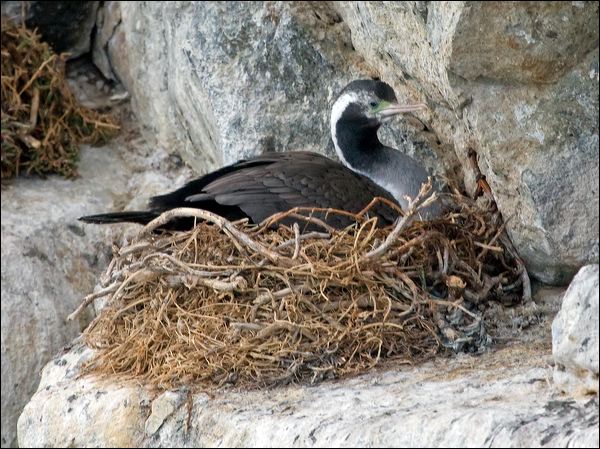 Spotted Shag spotted_shag_122679.psd