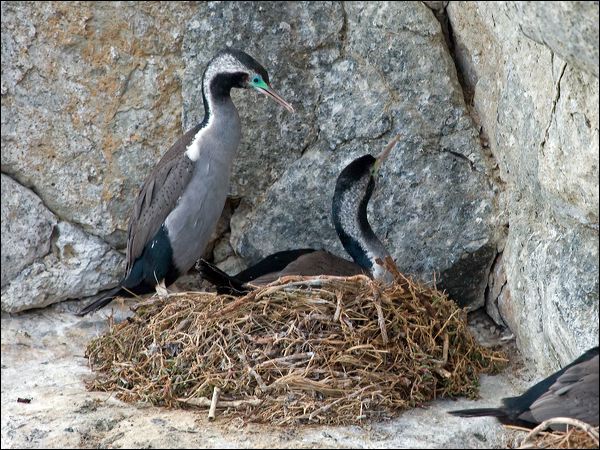 Spotted Shag spotted_shag_122684.psd