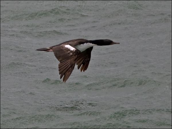 Bronze (Stewart Island) Shag stewart_island_shag_122786.psd