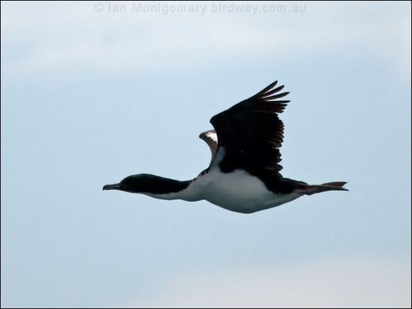 Bronze (Stewart Island) Shag stewart_island_shag_122821.psd