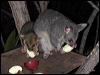 brushtail_possum_21275