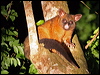 brushtail_possum_36084