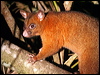 brushtail_possum_36107