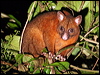 brushtail_possum_36366