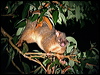 brushtail_possum_36573