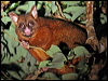 brushtail_possum_36591