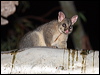 brushtail_possum_88191