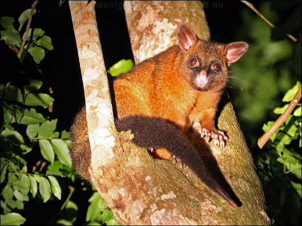 Brushtail Possum brushtail_possum_36084.psd