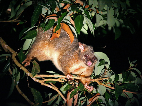 Brushtail Possum brushtail_possum_36573.psd