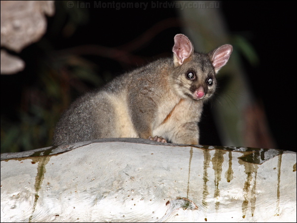 Brushtail Possum brushtail_possum_88191.psd