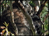 koala_08185