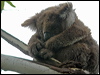 koala_08239
