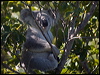 koala_182190