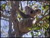 koala_182212